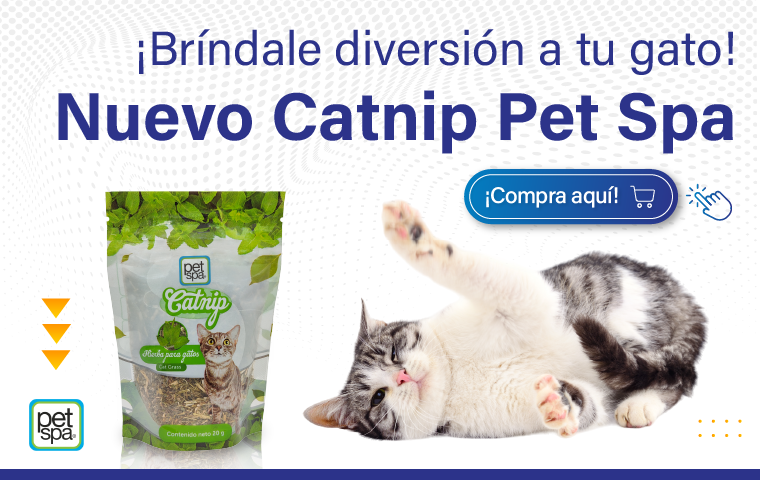 Gato jugando con catnip